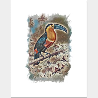 Toucan Beautiful Bird Jungle Forest Illustration Posters and Art